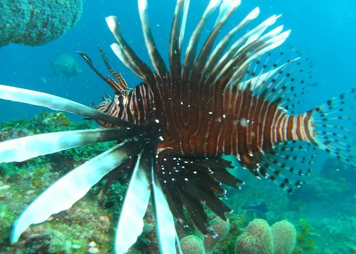 Beachouse Dive * Cozumel